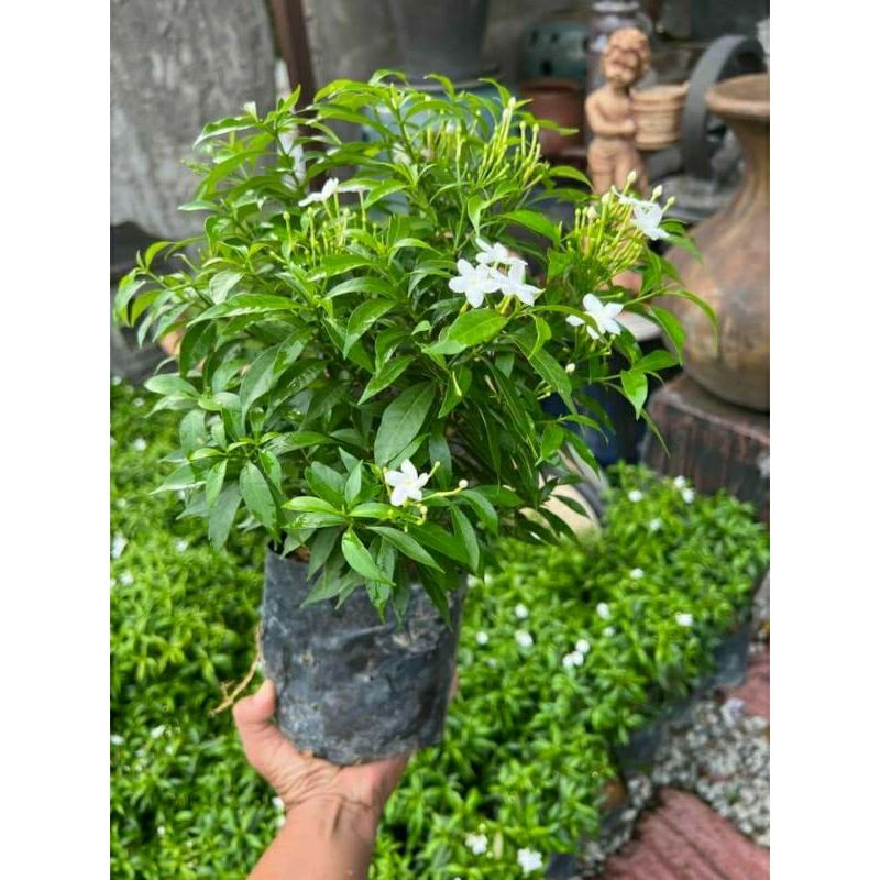 Tabernaemontana divaricata Plant (Chakramallige)